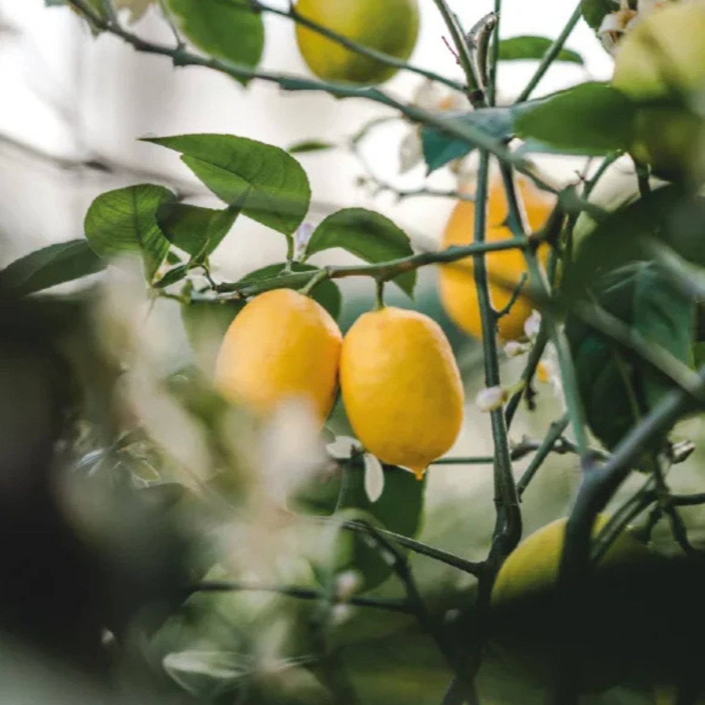 Hand and Body Lotion - Zest of Verbena